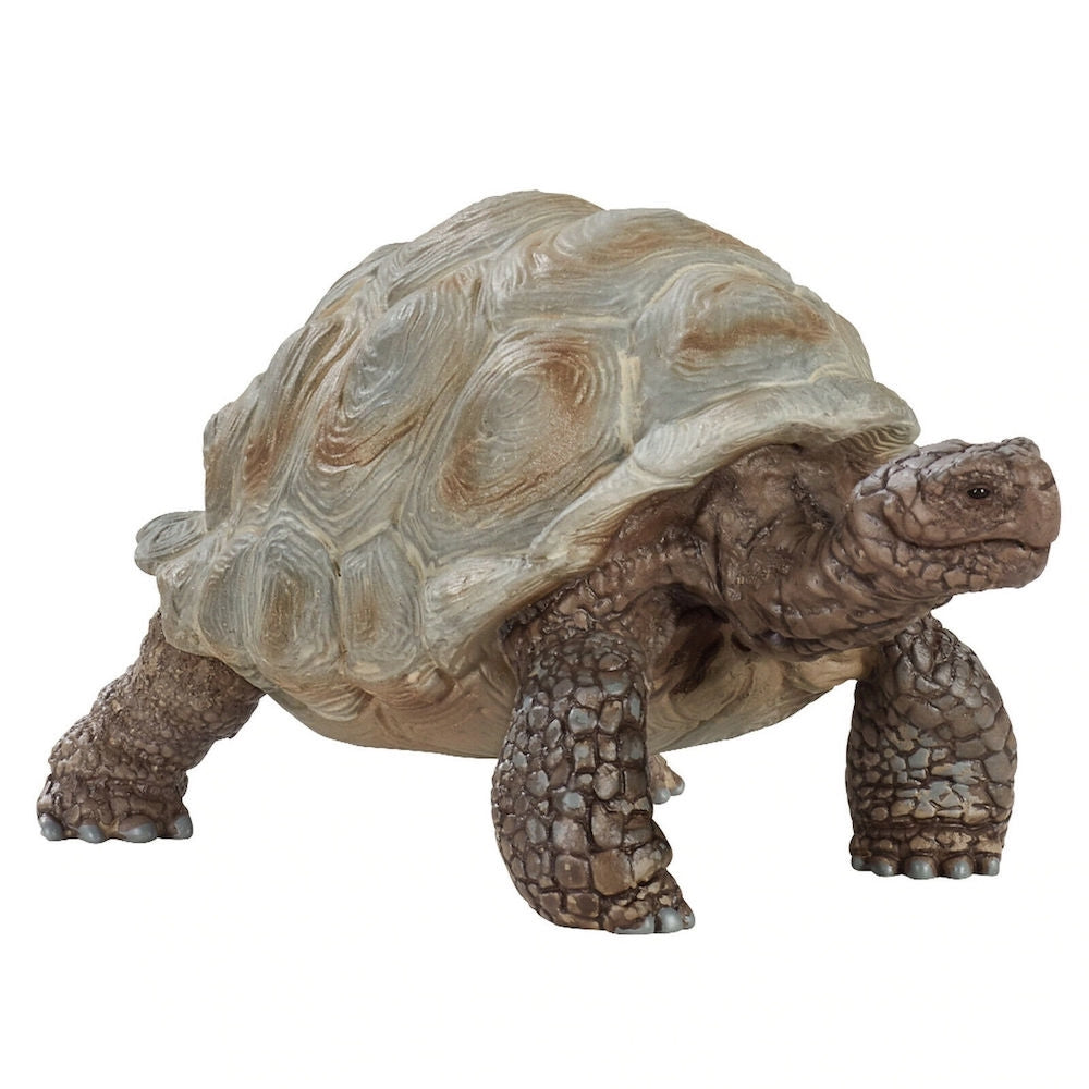 Giant Tortoise
