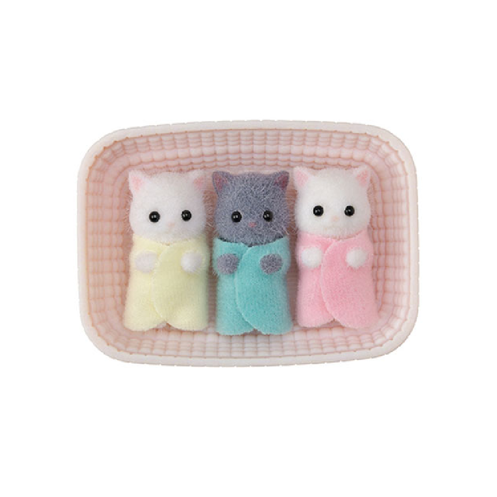 Persian Cat Triplets