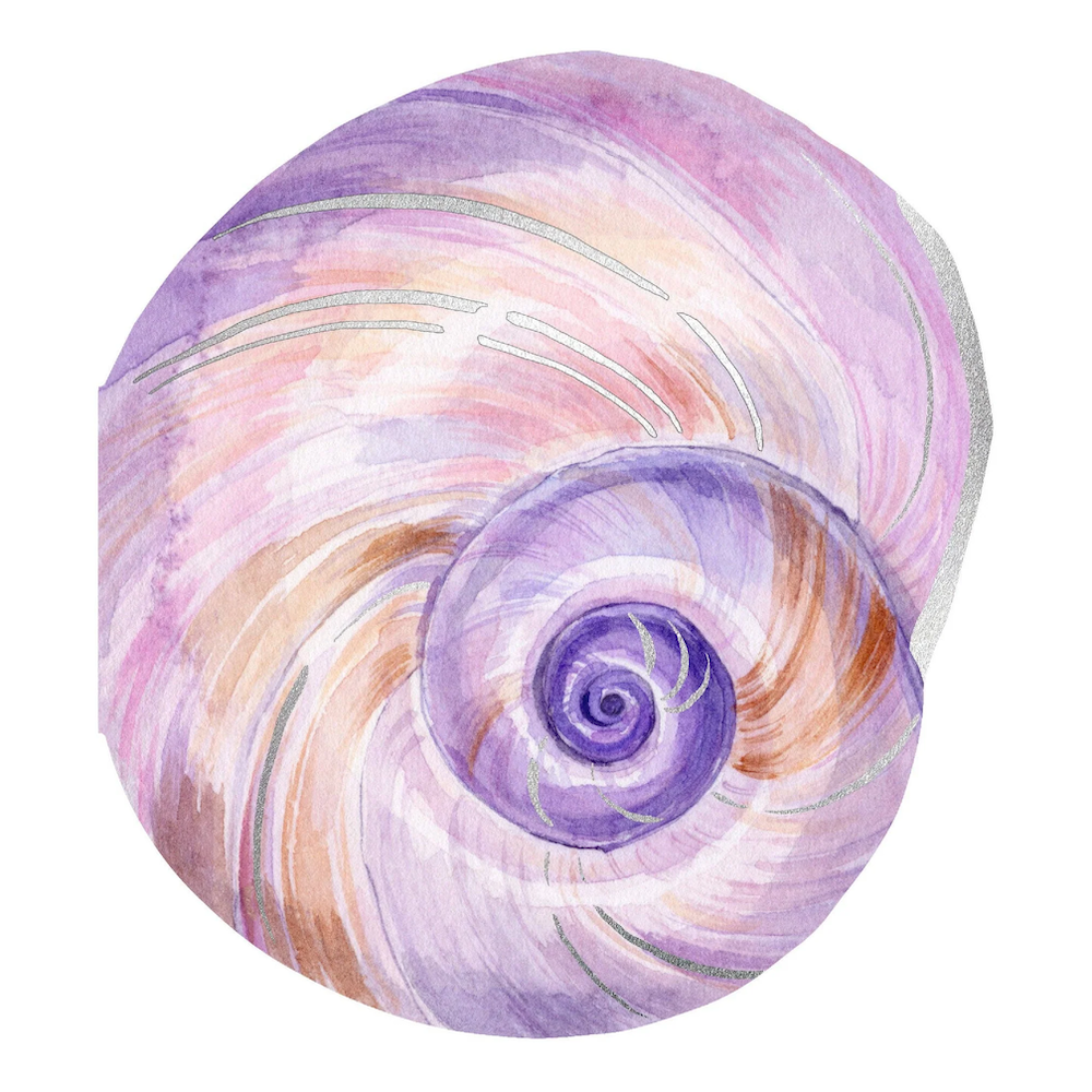 Shell Notes Set of 12