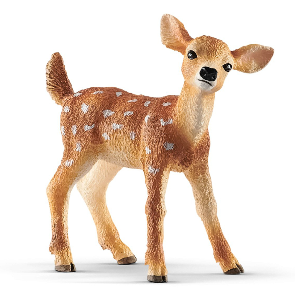 White Tailed Fawn