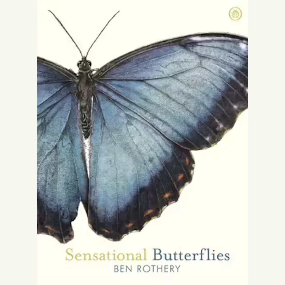 Sensational Butterflies