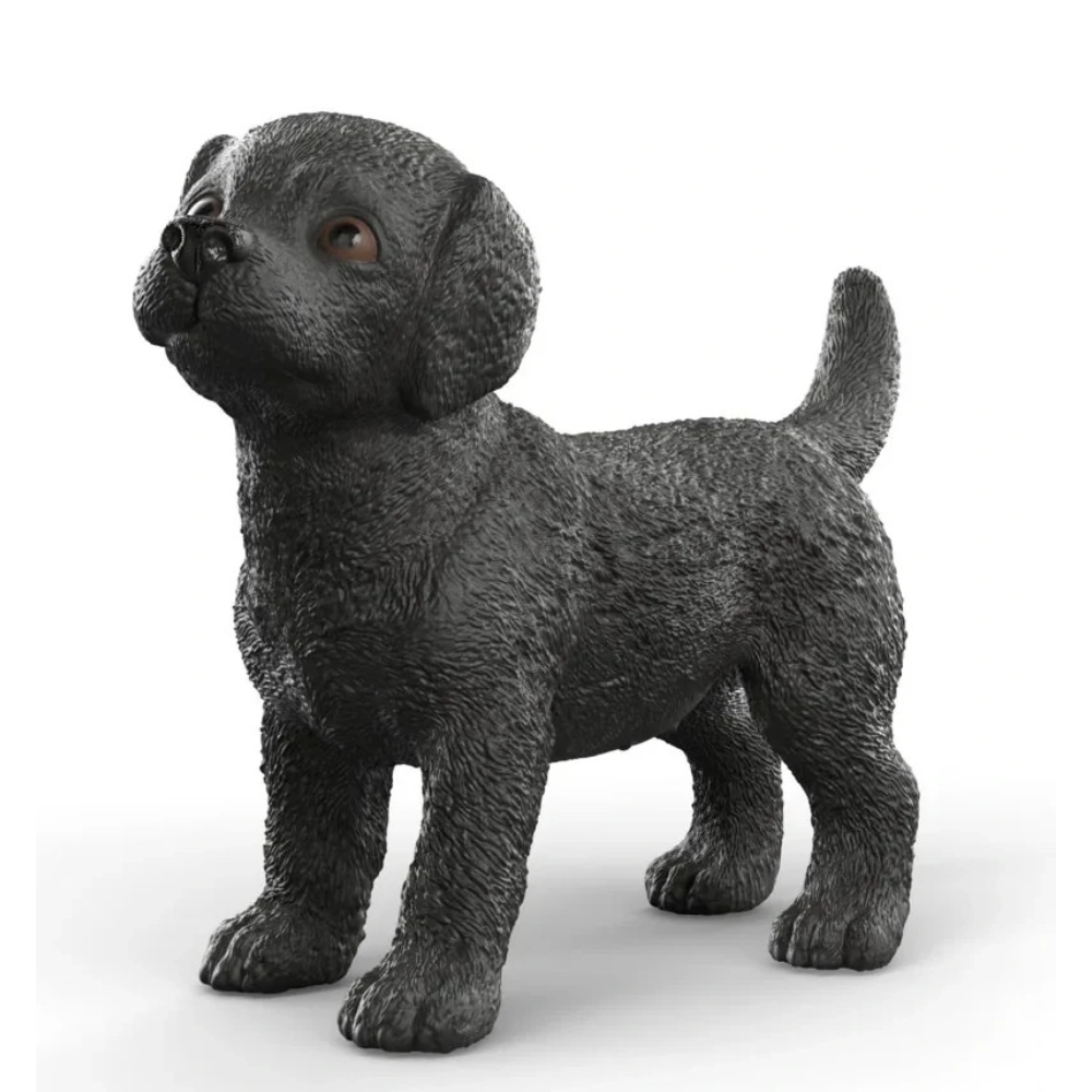 Black Labrador Retriever Puppy