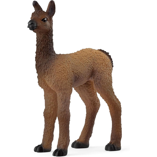 Llama Foal