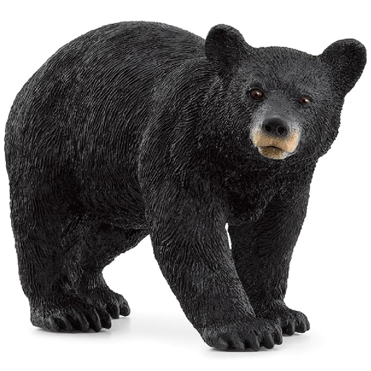 American Black Bear
