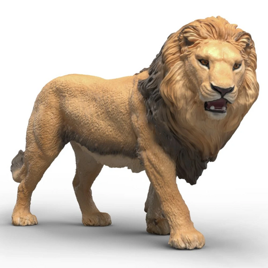 African Lion