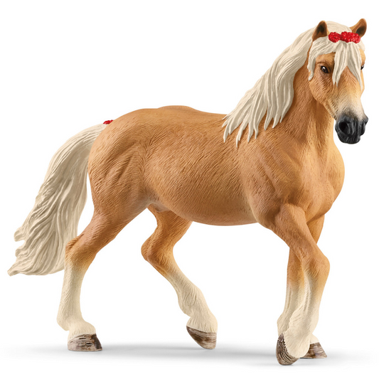Haflinger Mare