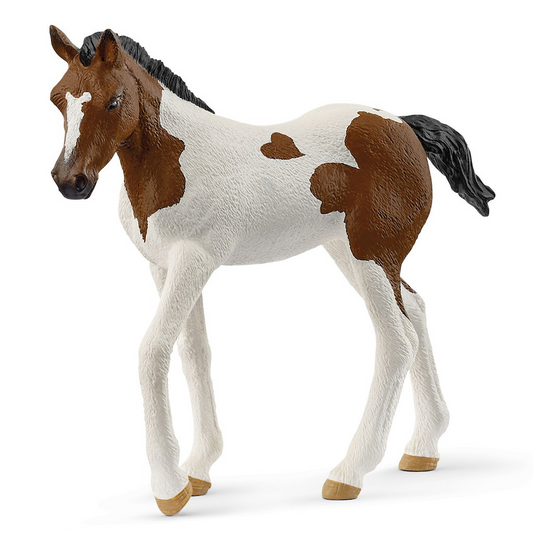 Paint Horse Foal