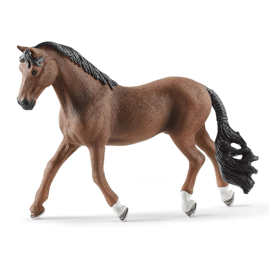 Trakehner Gelding