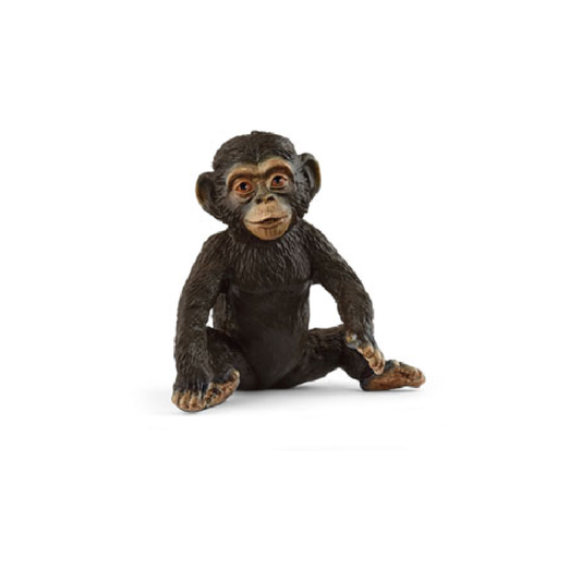 Chimpanzee Cub
