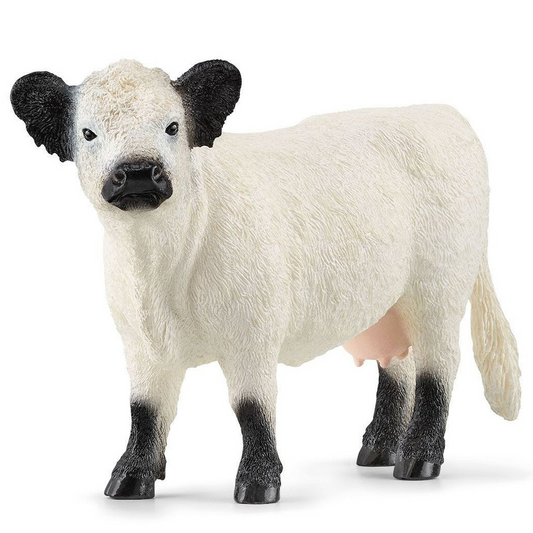 Galloway Cow