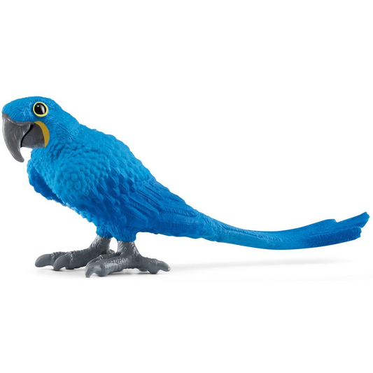 Hyazinth Macaw