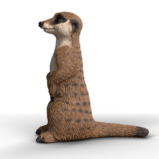 Meerkat