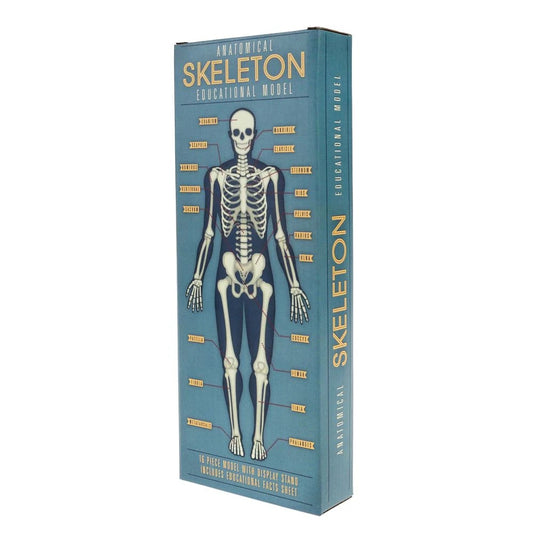 Anatomy Skeleton Model