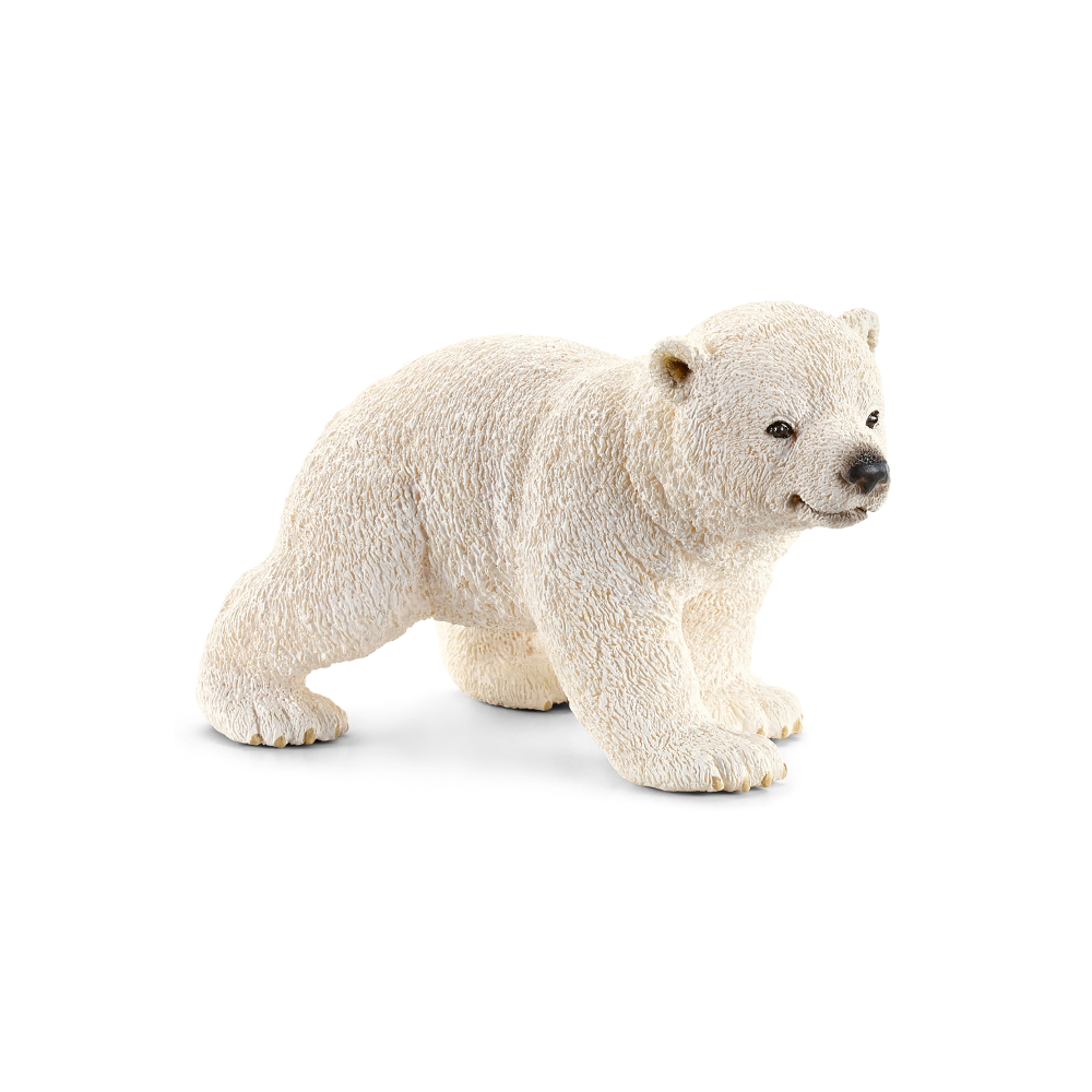 Polar Bear Cub Walking