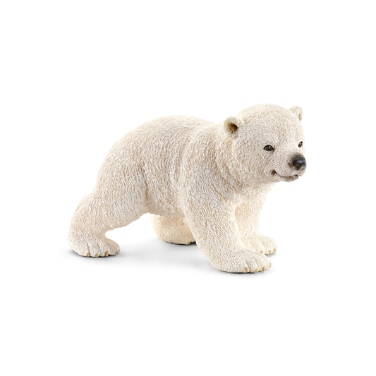 Polar Bear Cub Walking