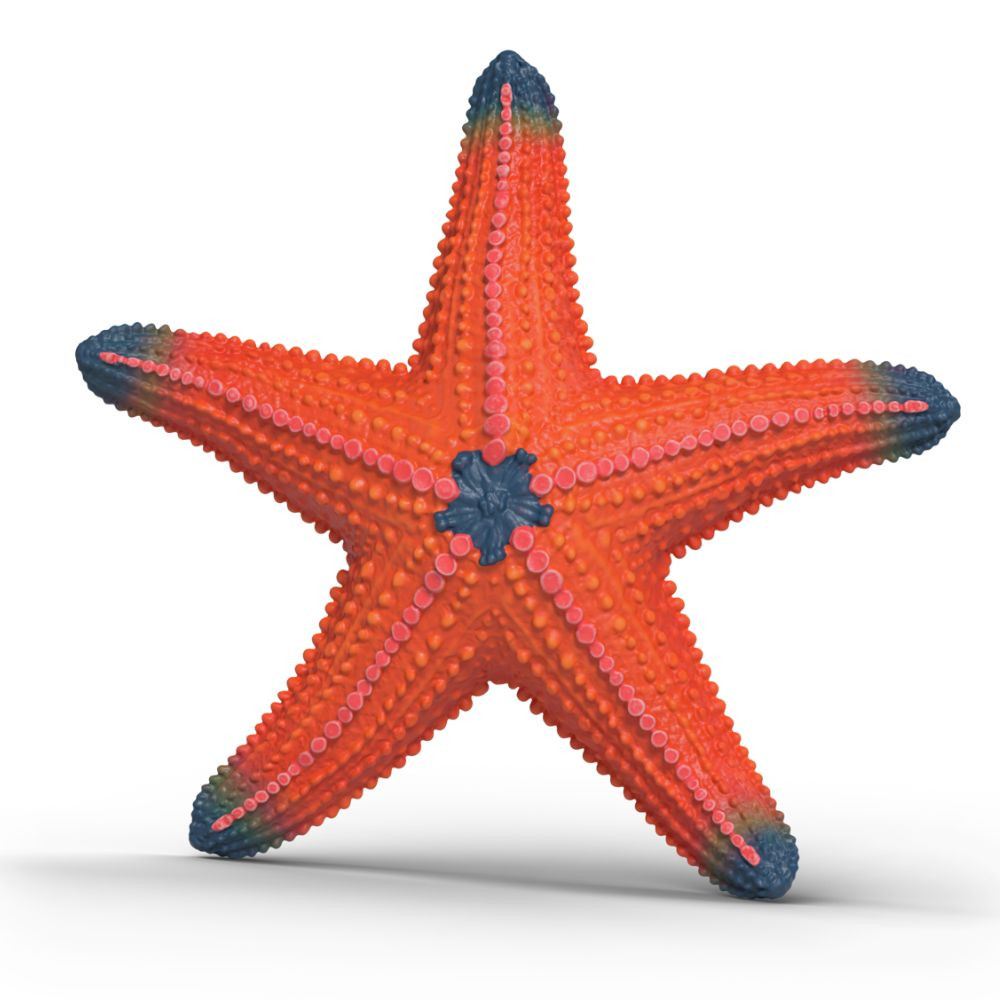 Starfish Colour Changing