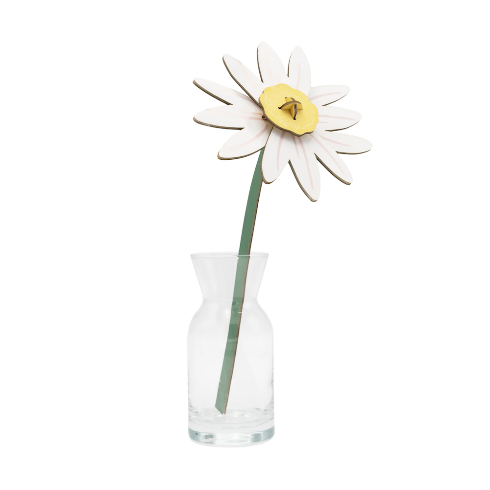 Everlasting Flowers Meadow Daisy