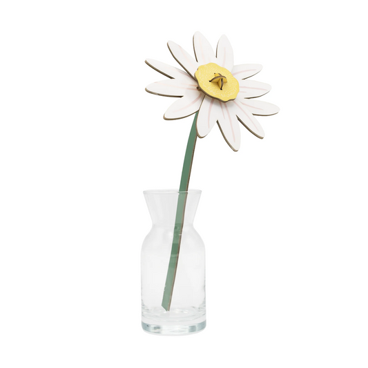 Everlasting Flowers Meadow Daisy