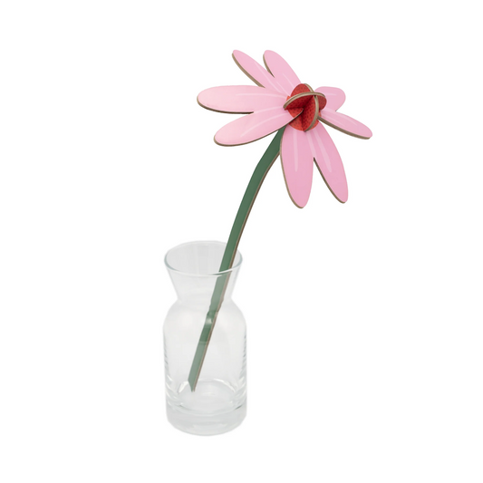 Everlasting Flowers Pink Coneflower