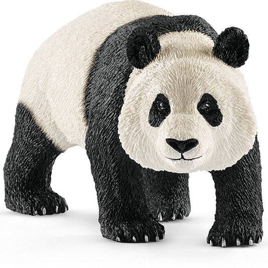 Giant Panda Male